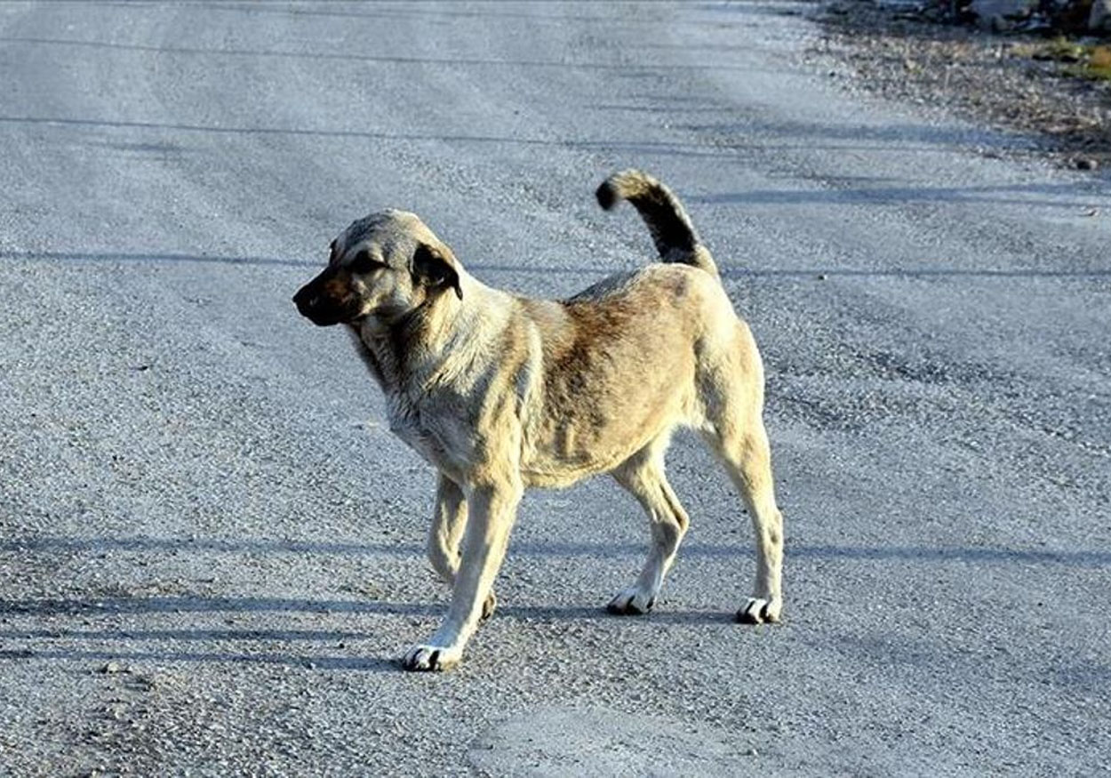 sokak köpeği köpek başıboş