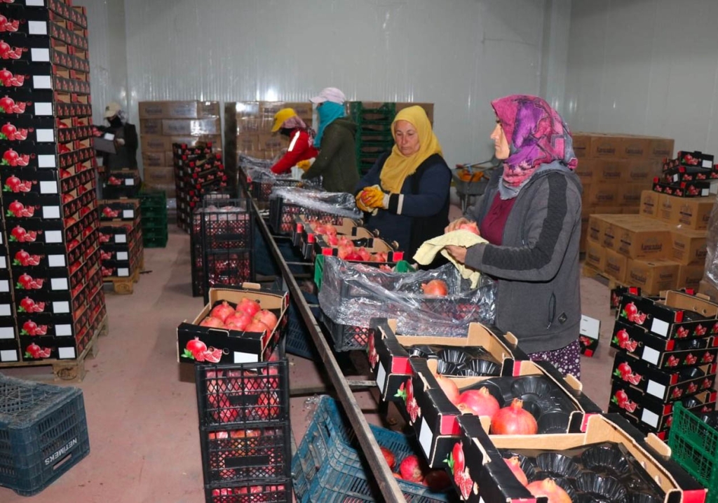 Bozova'dan Almanya ve İngiltere'ye Nar İhracatı! 2 bozova nar