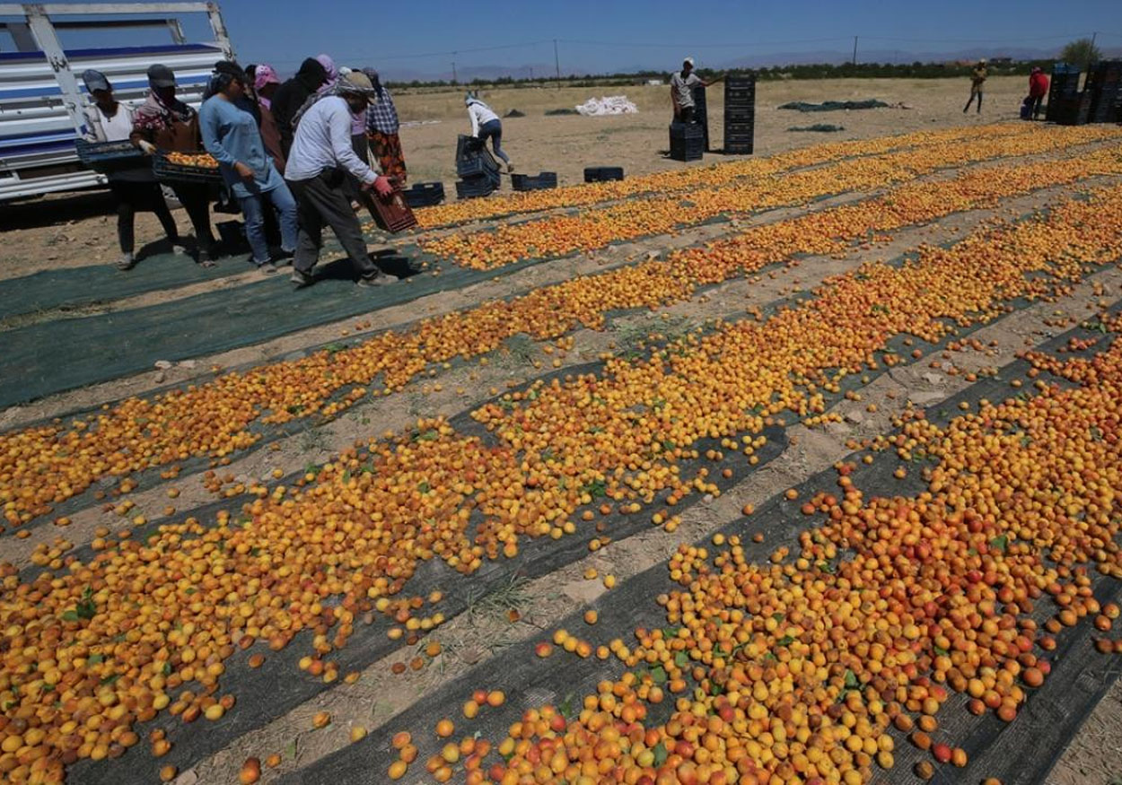 MALATYA KAYISI