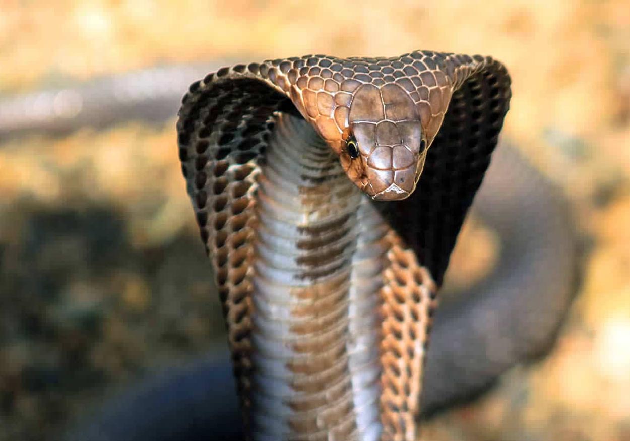 kobra yılan