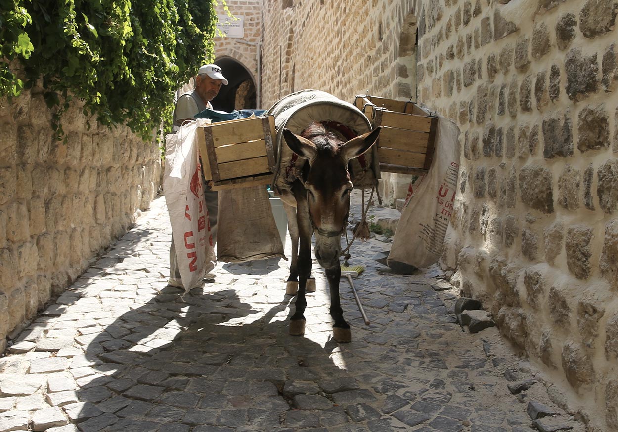 mardin eşek