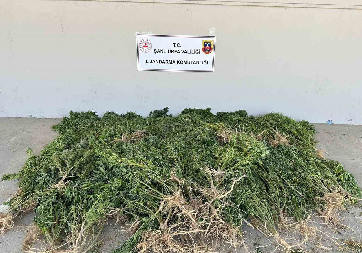 Şanlıurfa'da Bahçesinde Kenevir Yetiştiren Kadın Yakalandı! 2 UYUŞTURUCU