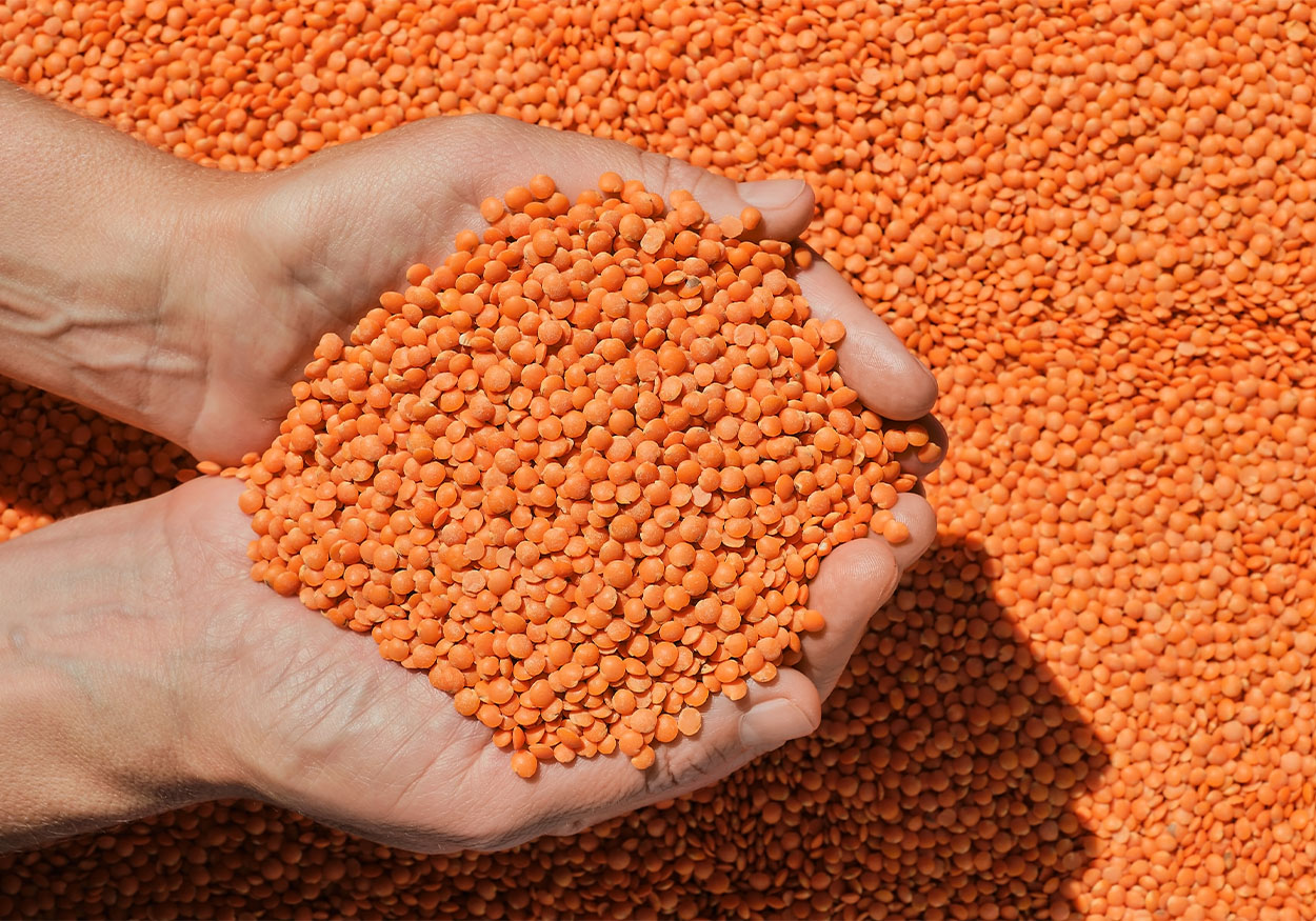 mercimek